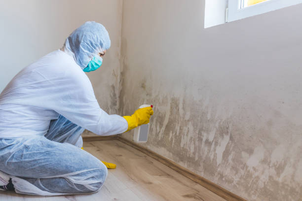 Licensed Mold Remediation service in Stockbridge, GA - 24 Hour Mold Removal