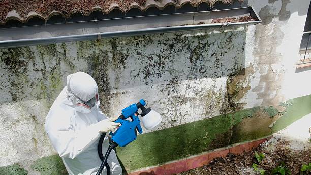 Top rated local Mold Remediation specialists in Stockbridge, GA